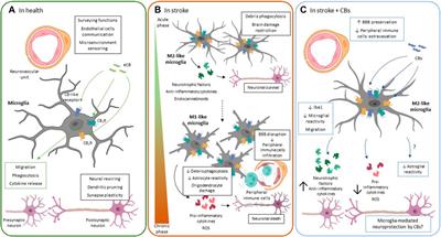 Cannabinoids as Glial Cell Modulators in Ischemic Stroke: Implications for Neuroprotection